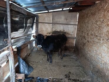 все о кошках британской породы: Продаю | Музоо, торпок | На откорм | Привязанные — 1