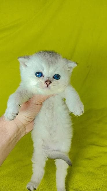 ит мышык: К раннему бронированию шотландские котята мальчики. Хайленд и гладко — 3