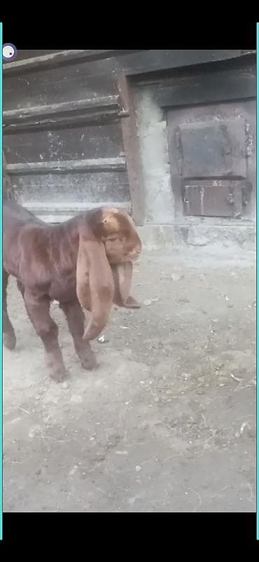 козла: Продаю | Козлёнок | Камори — 3