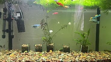 форель малек купить: Аквариумный комплект для домашнего содержания декоративных рыб.150 — 1