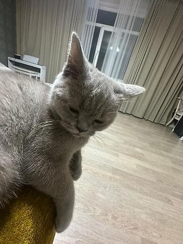 кошка британец: Британская короткошёрстная, 6 месяцев, Девочка, Серый, Приучена к лотку — 2