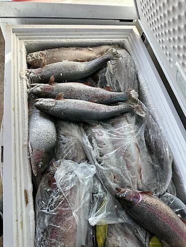 бука нарын: Форель свежезамороженная, речная. Мясо красное, кормилась европейскими — 1