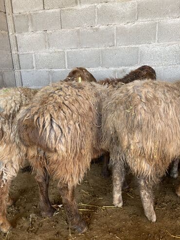 отдам в добрые руки собаку: Продаю | Баран (самец), Овца (самка), Ягненок | Долан, Меринос, Полукровка | Для разведения, Для шерсти, На забой | Кастрированные, Котные, Матка — 7