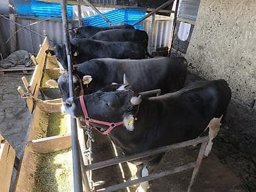 домик для кур: Продаю | Бык (самец) | Для разведения | Племенные — 10