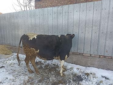 кобыла бээ: Продаю | Тёлка | Алатауская | Для разведения | Стельные — 4