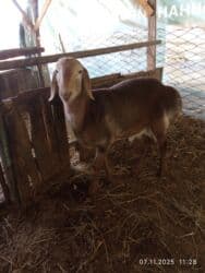 Продаю | Баран (самец) | Арашан | Для разведения | Осеменитель