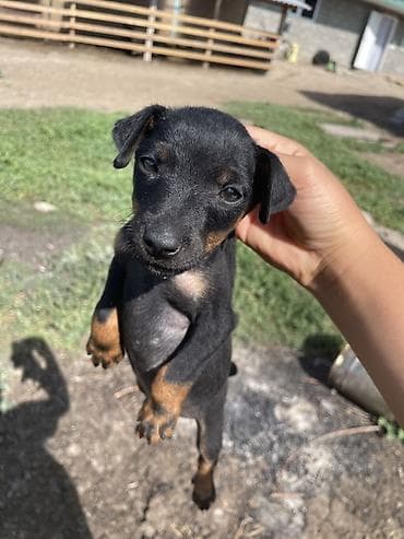 машинка для животных: Продаётся щенок норного ягдтерьера 🐶 Здоровый, активный, игривый — 2