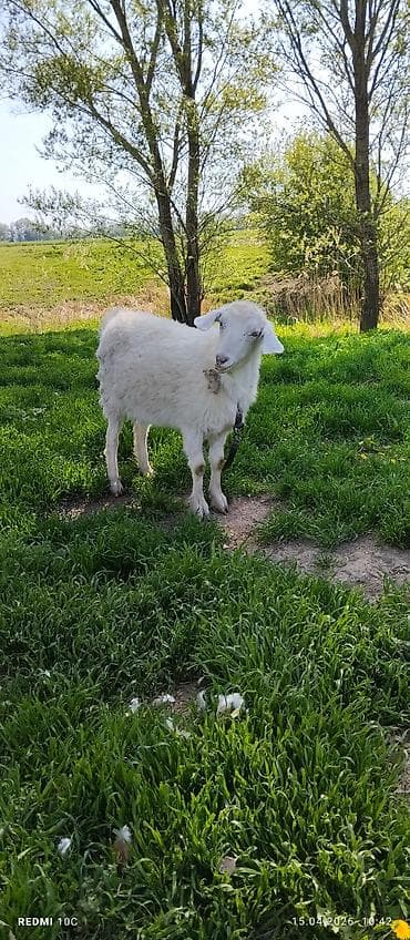телята музо: Продаю | Коза (самка) | Полукровка | Для молока | Котные — 2