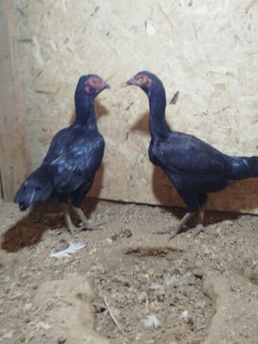 шины бишкеке: Электровелосипед, Б/у — 5