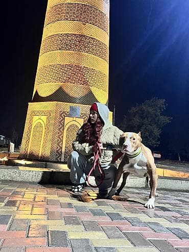 французский бульдог купить бишкек: Американский питбультерьер, кобель. 1.5года кличка Данчо, привит — 4