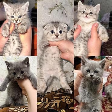 сиамская кошка стоимость: Скотиш Фолд (Шотландская вислоухая), 1 месяц, Мальчик, Серый — 2
