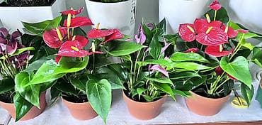 цветок антуриум цена: Антуриум (Anthurium andreanum) — эффектное комнатное растение с — 7