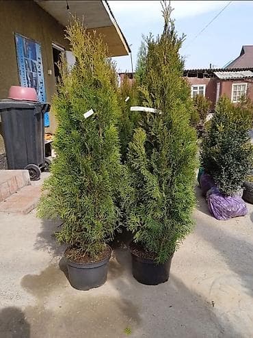 саженцы огурцов: Саженцы деревьев: Туи, Самовывоз — 4