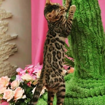 сколько стоит котенок британской золотой шиншиллы: Внимание бишкек .!! . Питомник бен гла мур предлагает чудесных — 9