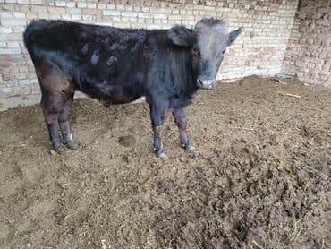 Грызуны: Продаю | Бык (самец) | Для разведения | Племенные — 3