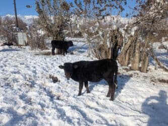 домашний петух: Продаю | Бык (самец) | Герефорд, Голштин, Швицкая | На откорм | Племенные — 10
