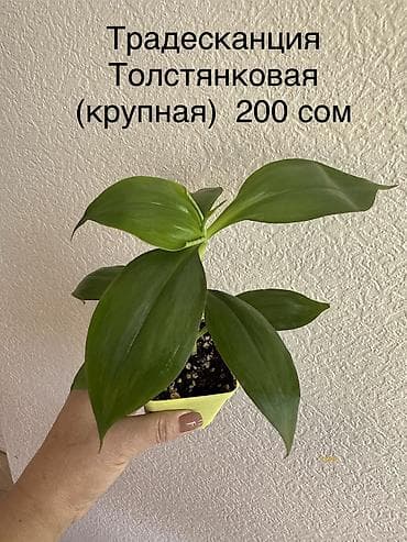 черный мед цена: Укоренённые черенки растений от 150-300 сом — 3