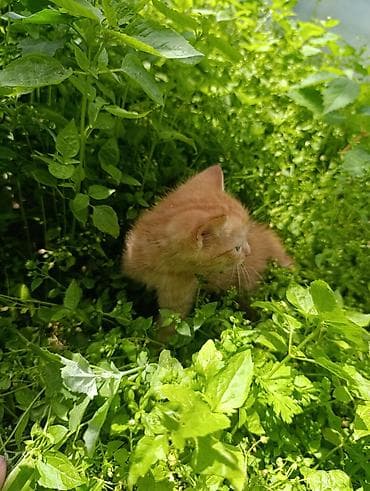 вислоухие кошки цена: Британская короткошёрстная, 1 месяц, Девочка, Приучена к лотку — 10