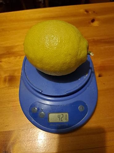 Лимондор: Продаю два лимонных дерева
Возраст 5 лет
Сорт юбилейный — 5