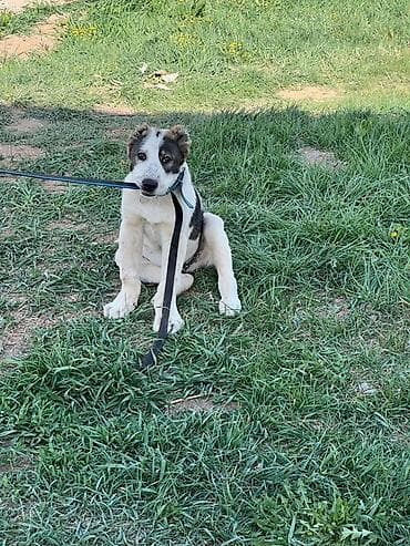 купить овчарку щенка: Алабай, 3 месяца, Самец, С прививкой — 6