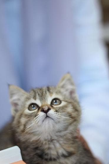 черепаховая кошка: Кошка даром: Сибирская, 2 месяца, Мальчик — 5