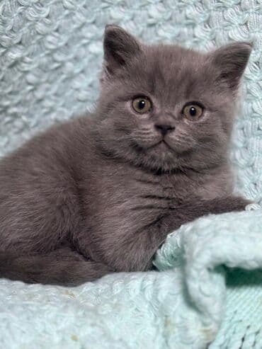 оборудование для кур несушек: К вашему вниманию прекрасные шотландцы от хорошей пары! котята — 4