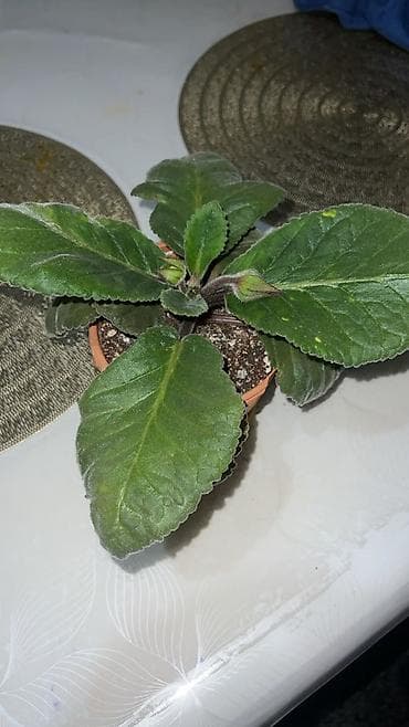 Бөлмө өсүмдүктөрү: Глоксиния (Sinningia speciosa) в горшке. - Крупные бархатистые — 10
