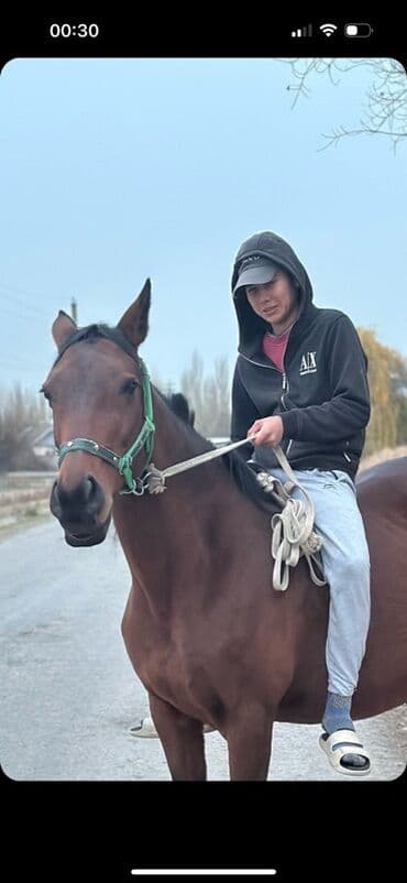 собака пидбул: Продаю | Кобыла (самка) | Полукровка | Рабочий — 3