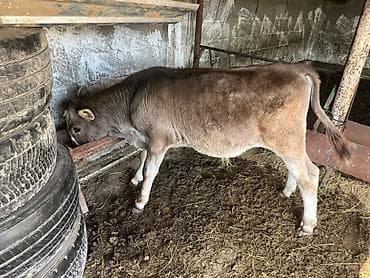 силос сено: Продаю | Музоо, торпок | Искусственник — 1