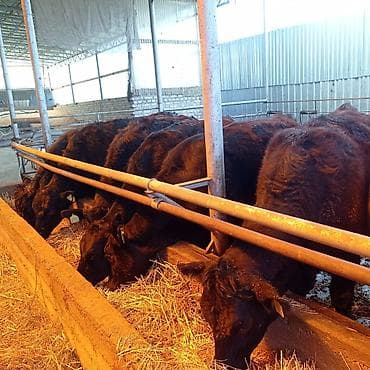 бельгиец бык: Продаю | Корова (самка) | Абердин-ангус | На откорм | Племенные — 4