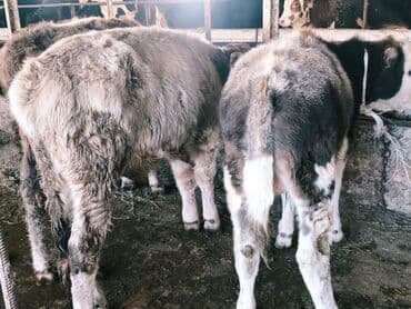 продам бу оборудование для птицефабрики: Продаю | Бык (самец) | Швицкая, Симментальская, Аулиекольская | На откорм — 23