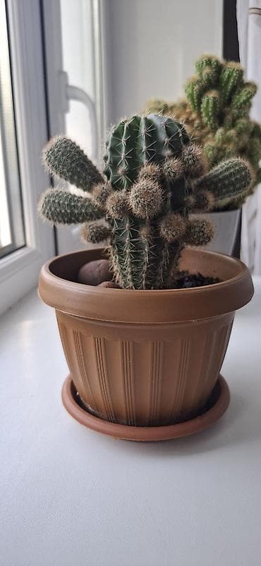 декор для салона красоты: Декор для дома и сада, Самовывоз — 1