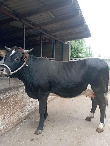 сколько стоят перепёлки: Продаю | Корова (самка) | Алатауская | Для молока | Привязанные — 1