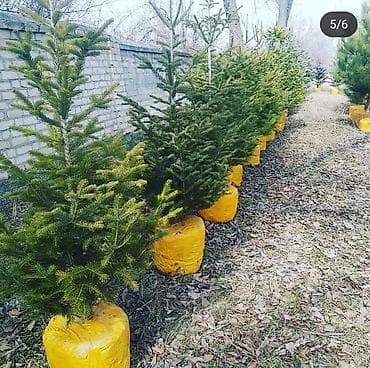 крымская сосна купить: Саженцы деревьев: Пихты, Платная доставка — 4
