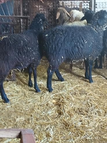продаю мёд оптом: Продаю | Овца (самка) | На забой | Матка — 2