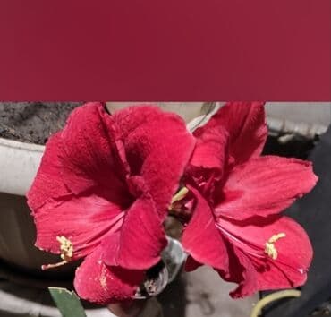 семена адениума купить: Көчөттөр гүлдүн: Флокстор — 6