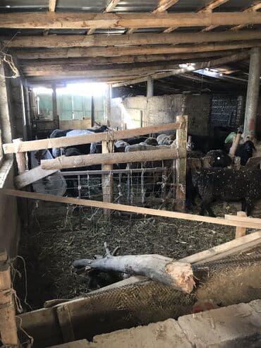 куда отдать кошку бишкек: 80 голов баран срочно — 2