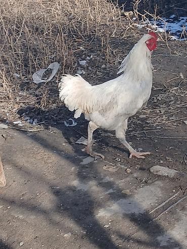 ко шамо короз: Продаю | Петух | Для разведения — 4