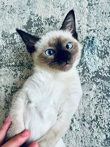 бурманские котята: Сиамская, 4 месяца, Девочка, Приучена к лотку — 1