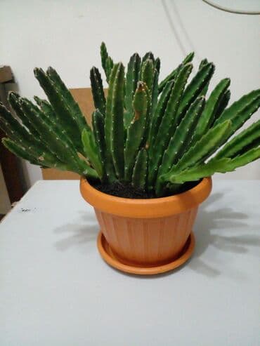 Декор для дома и сада, Самовывоз, Платная доставка