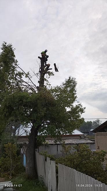 топал: Спил деревьеПрофессиональные высотные работы по деревьям удаление — 3