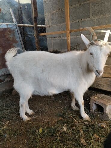 дом для животных: Продаю | Коза (самка) | Для разведения — 3