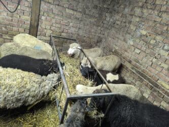 купить собаку немецкую овчарку: Продаю | Ягненок | Полукровка, Романовская | Для разведения | Ярка — 2