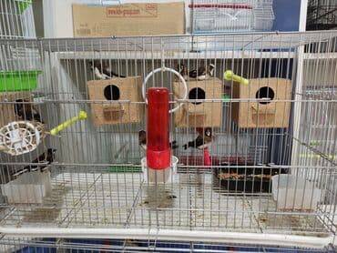 купить клетку для бройлеров: Амадины очень просты в содержании и прекрасно подходят для начинающих — 4