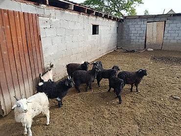 продажа кормов для сельскохозяйственных животных: Продаю | Коза (самка) | Полукровка | Для разведения — 8