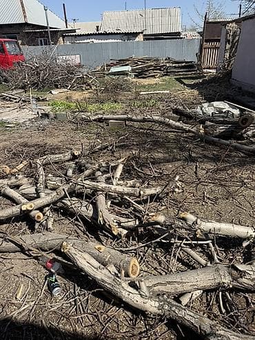 дрова тополь: Дрова — 6