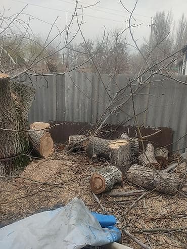 копти: Дрова Тополь — 4