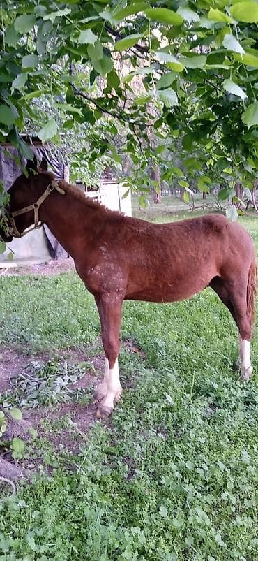 ат бишкек: Сатам | Тай | Жумушка — 9