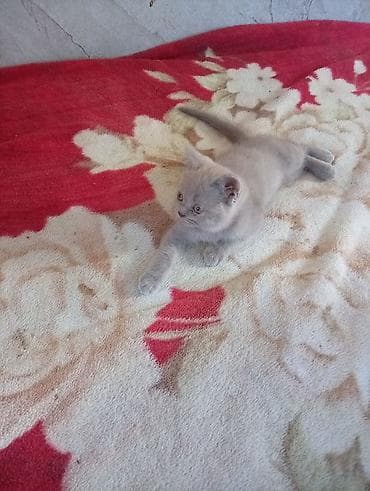 я ищу котят: Шотландский котёнок, окрас лиловый (пастельно‑серый). Плюшевая — 2