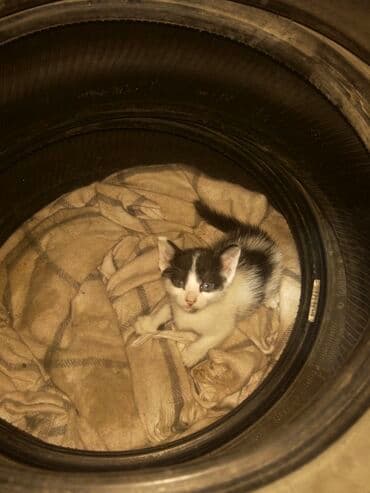 новорожденные котята: Беспородная, 1 месяц, Мальчик, Биколор, Приучена к лотку — 5